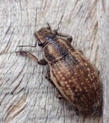 Réf. 335 199 : Strophosoma faber